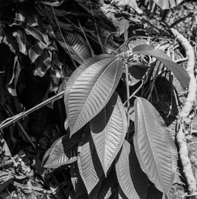 Flora no Sítio Burle Marx