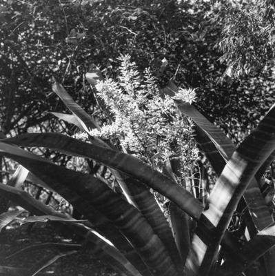 Flora no Sítio Burle Marx