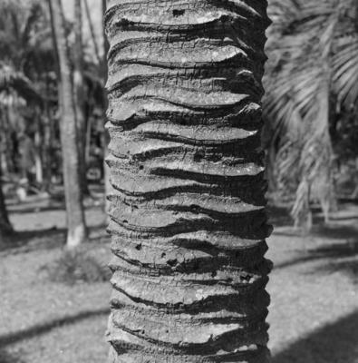 Flora do Jardim Botânico do Rio de Janeiro