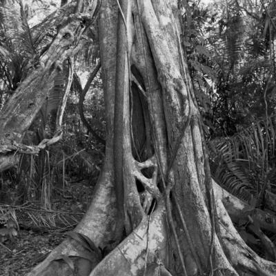 Flora - Ilha de Marajó