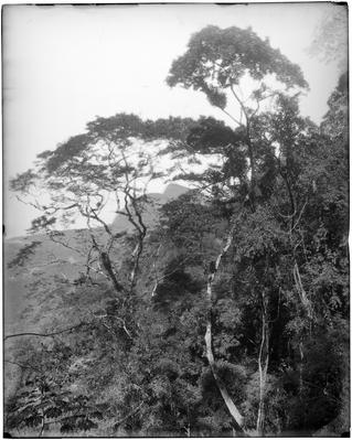 Floresta da Tijuca, ao fundo o morro do Corcovado