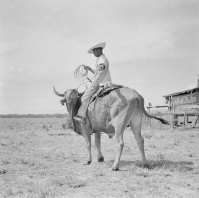 Vaqueiro - Ilha Mexiana