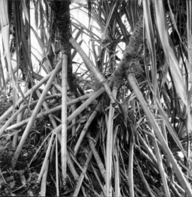 Flora no Sítio Burle Marx