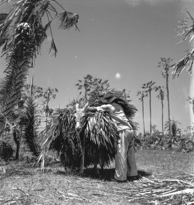Extração e produção da Carnaúba