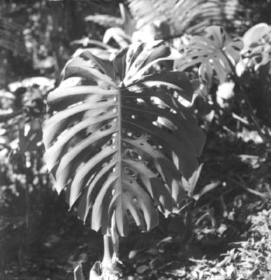 Flora no Sitio Burle Marx