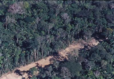 Vista aérea de estrada em meio à floresta