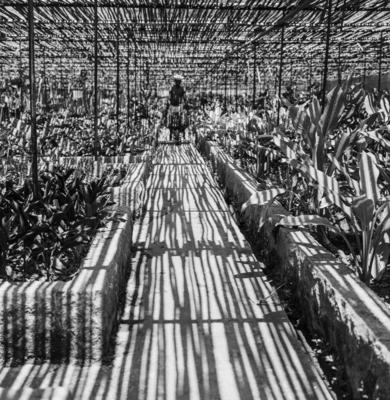 Funcionário do Sítio Burle Marx