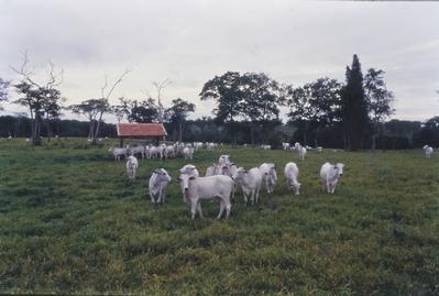 Gado - rebanho
