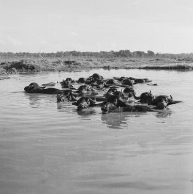 Ilha de Marajó, búfalos na água