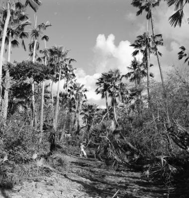 Extração e produção da Carnaúba