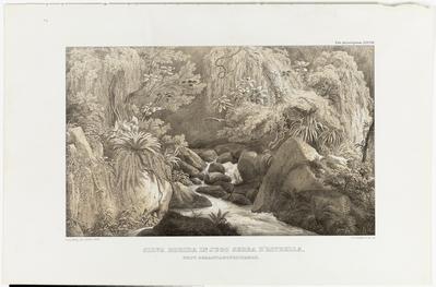 (A floresta úmida na cadeia de montanhas da Serra da Estrela, da Província de São sebastião [do Rio de Janeiro])