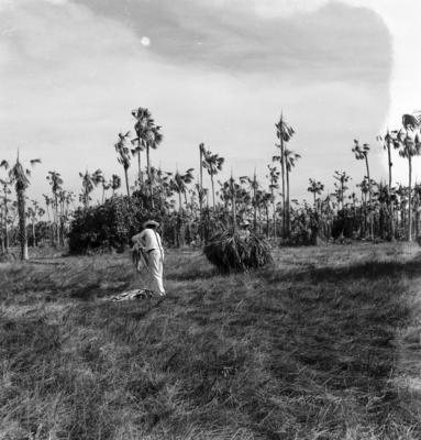 Extração e produção da Carnaúba