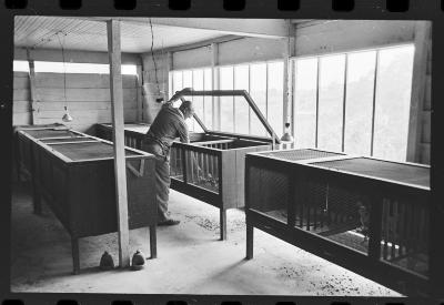 Galos usados para briga de galos