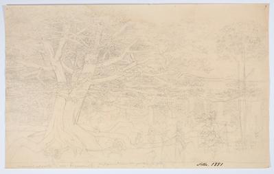 Mauvais esquisse d'une figueira