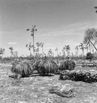 Extração e produção da Carnaúba