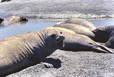 Aventuras de Igor na Antártida