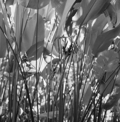 Flora no Sítio Burle Marx