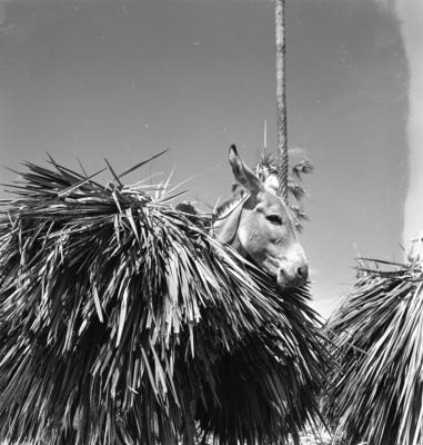 Extração e produção da Carnaúba, jumento