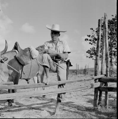 Vaqueiro - Ilha Mexiana