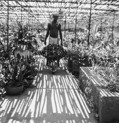 Funcionário do Sítio Burle Marx