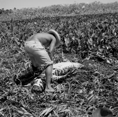 Caça de jacarés
