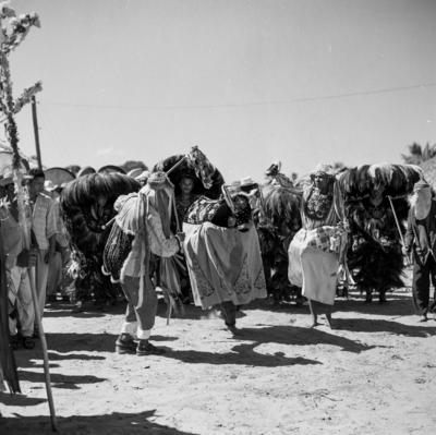 Bumba meu boi, festa popular