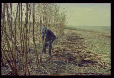 Produção de filme institucional sobre usinas de açúcar