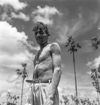 Extração e produção da Carnaúba