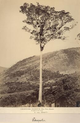 Urostigma eximium (figueira)