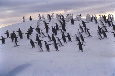 Aventuras de Igor na Antártida