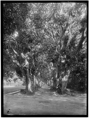 Mangueiras do Jardim Botânico