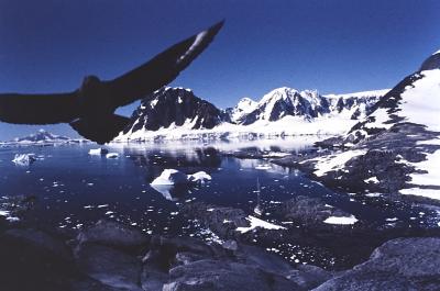 Aventuras de Igor na Antártida