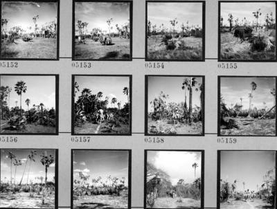 Extração e produção da Carnaúba