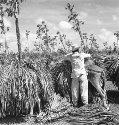 Extração e produção da Carnaúba