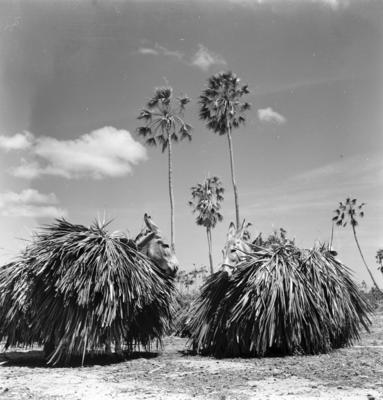 Extração e produção da Carnaúba, jumentos