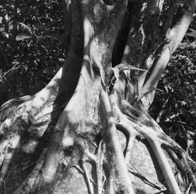 Flora no Sítio Burle Marx