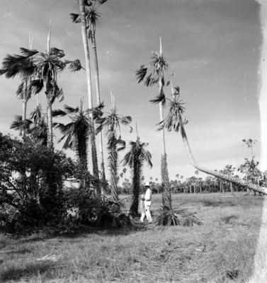 Extração e produção da Carnaúba