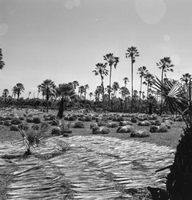 Extração e produção da Carnaúba