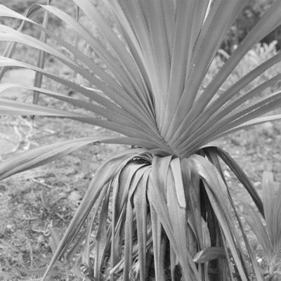 Flora, no Sítio Burle Marx
