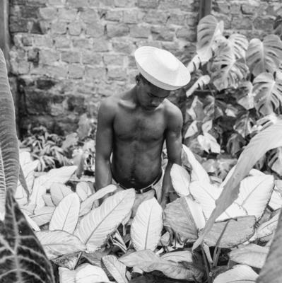 Funcionário do Sítio Burle Marx