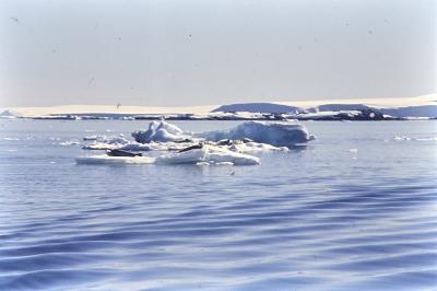 Aventuras de Igor na Antártida