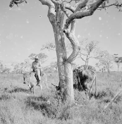 Vaqueiro - Ilha Mexiana