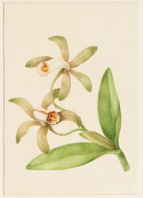 Cattleya Forbesii Epidendron e