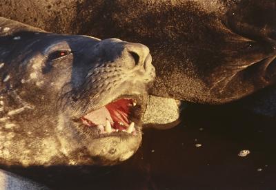 Aventuras de Igor na Antártida