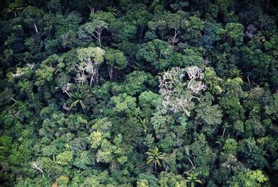 Vista aérea para floresta