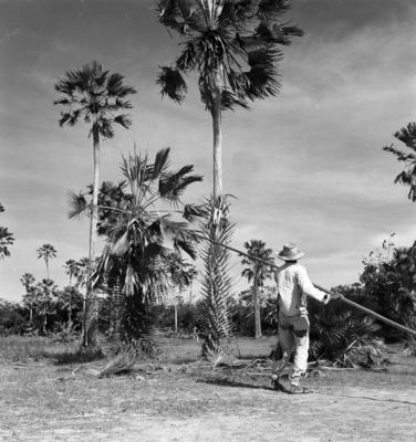 Extração e produção da Carnaúba