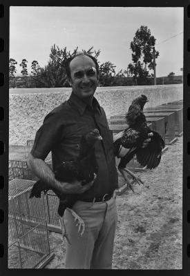 Galos usados para briga de galos