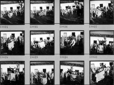 Bumba meu boi, festa popular