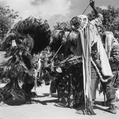 Bumba meu boi, festa popular