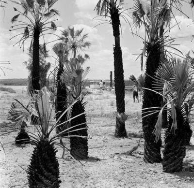 Vegetação às margens do Rio São Francisco
